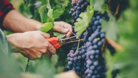 В России более чем на 100 тыс. тонн сократится сбор винограда – Патрушев